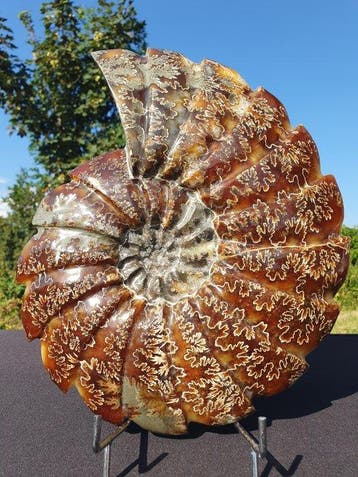 Carapace fossilisée - Large Fully Polished Cleoniceras