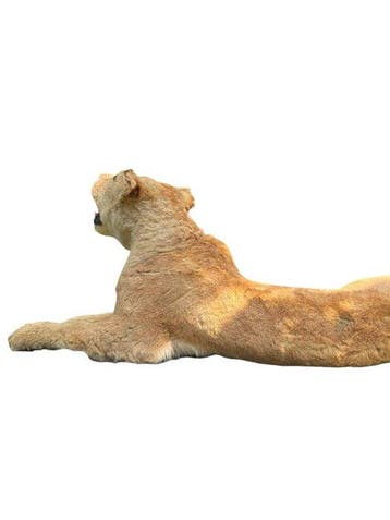 Lion Support de corps entier pour taxidermie - Panthera Leo