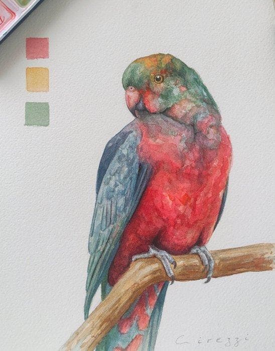 Cirezzi - Australian King Parrot - Original Watercolor, Antiquités & Art, Art | Peinture | Moderne