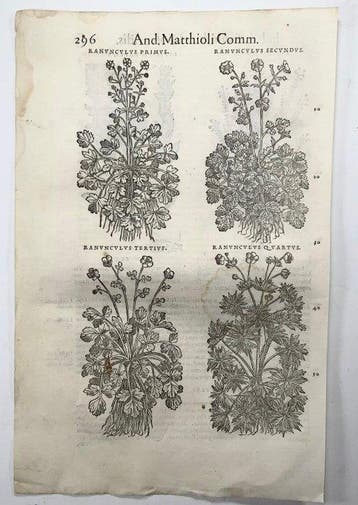 Mattioli, P.A. - 5 folios with 18 woodcuts, Botany, Herbs -