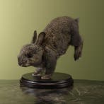 Konijn Jong Taxidermie Opgezette Dieren By Max, Ophalen of Verzenden, Opgezet dier