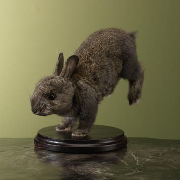 Konijn Jong Taxidermie Opgezette Dieren By Max, Ophalen of Verzenden, Opgezet dier
