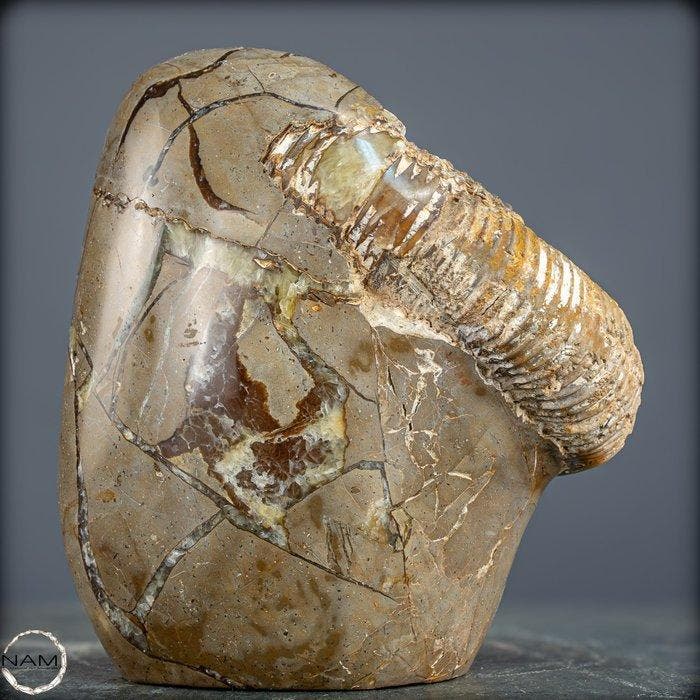 ammoniet Tijdgetuige van de oerzeeën – ammoniet in septarie-, Collections, Minéraux & Fossiles