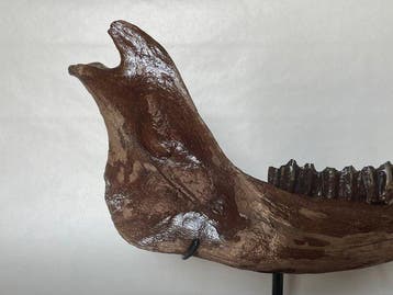 Steppewisent - Fossiele schedel - Bison Priscus - 41 cm