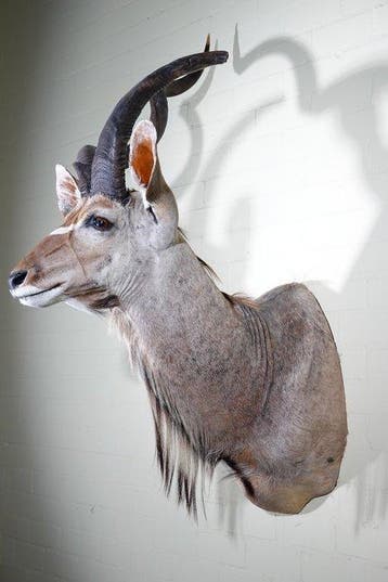 Greater Kudu Shoulder-mount - Schedel - Tragelaphus, Verzamelen, Dierenverzamelingen, Nieuw