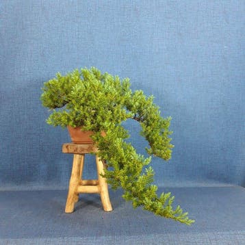 Jeneverbes bonsai (Juniperus) - Hoogte (boom): 14 cm -