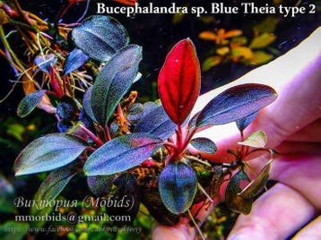Bucephalandra sp. Theia Red, Dieren en Toebehoren, Verzenden, Nieuw