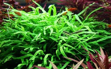 Tropica Microsorum pteropus Trident, Verzenden