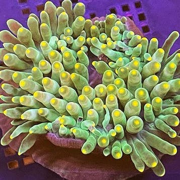Heteractis Malu Groen / Oranje tips, Dieren en Toebehoren