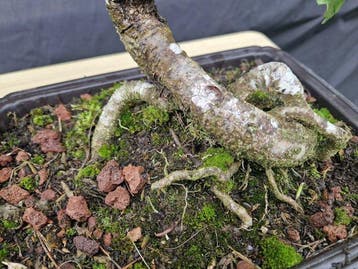 eik - Hoogte (boom): 38 cm - Diepte (boom): 42 cm -