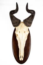 Trophée de chasse, Verzamelen, Dierenverzamelingen, Nieuw