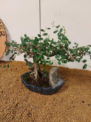 zelkova - Hoogte (boom): 22 cm - Diepte (boom): 27 cm -