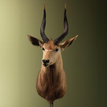 Nyala Taxidermie Opgezette Dieren By Max, Ophalen of Verzenden, Opgezet dier