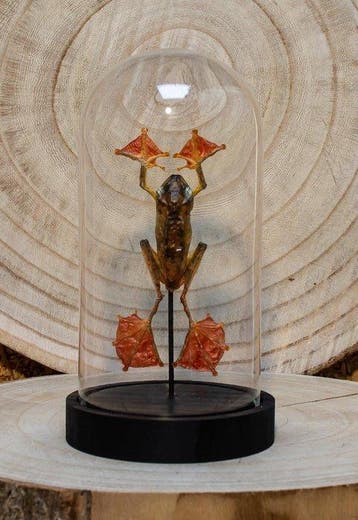 Kikker Taxidermie volledige montage - Rhacophorus pardalis -