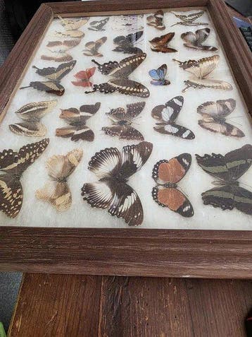 Collectie met dierenthema - 2 vintage ingelijste, Verzamelen, Nieuw