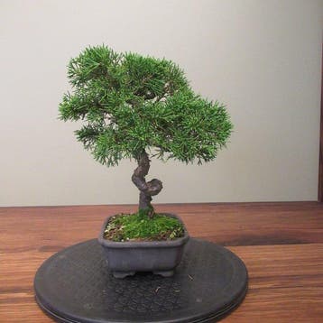 Juniperus sinensis - Hoogte (boom): 26 cm - Diepte (boom):