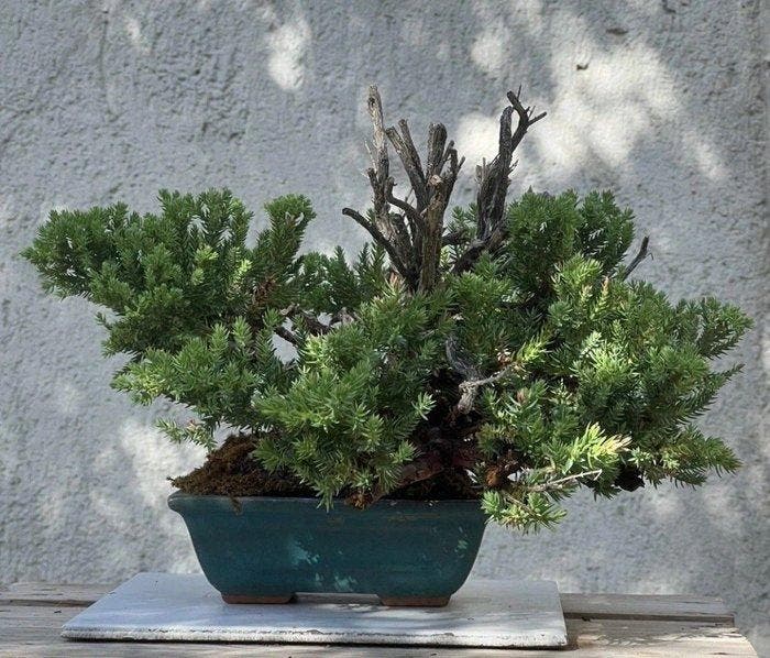 Jeneverbes bonsai (Juniperus) - Hoogte (boom): 19 cm -, Antiek en Kunst, Curiosa en Brocante