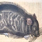 Conrad Gessner [1516-1565]; folio with 3 woodcuts - Black