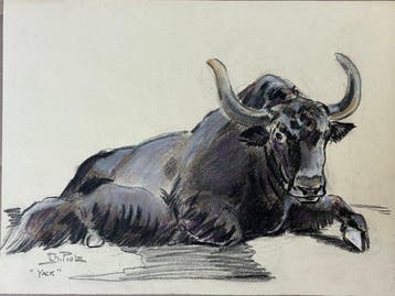 Charles Piot (1886–1972) - Portrait d’un Yack (Vendu sans