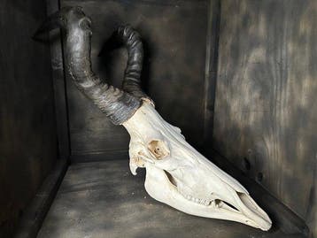 Hartenbeest Schedel van een zoogdier - Alcelaphus - 74 cm -