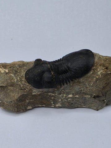 Trilobiet - Gefossiliseerd dier - Paralejurus sp. - 9 cm