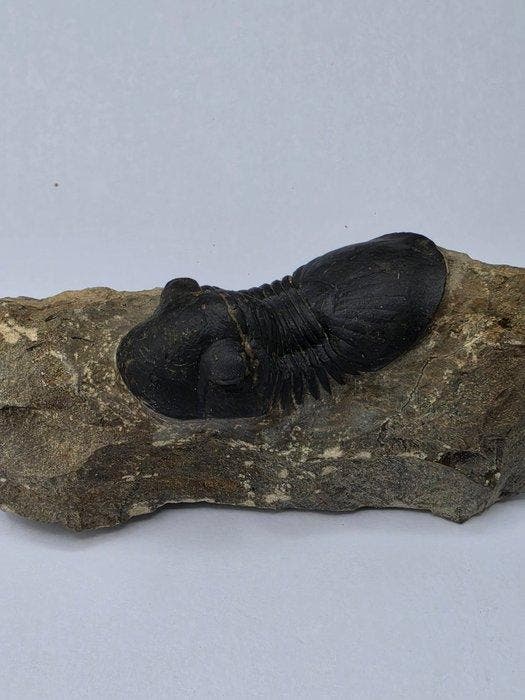 Trilobiet - Gefossiliseerd dier - Paralejurus sp. - 9 cm, Verzamelen, Mineralen en Fossielen