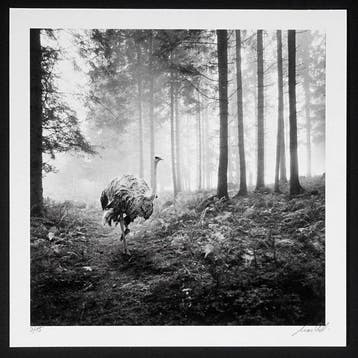 Frank Machalowski - No reserve - tierwald#151