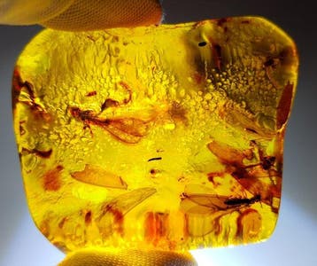 FOSSlL-AMAZING!! Dominicaans amber- 14 g