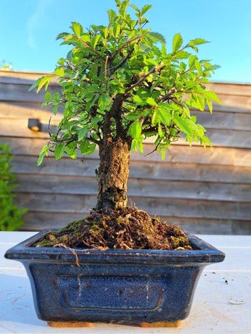 Chinese iep bonsai (Ulmus parviflora) - Hoogte (boom): 16 cm, Antiek en Kunst