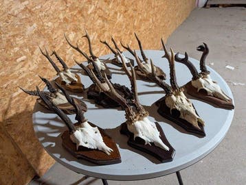 Reebok Taxidermie wandmontage - Capreolus capreolus - 33 cm
