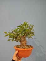 Bonsai van Ulmus pumila - Hoogte (boom): 25 cm - Diepte