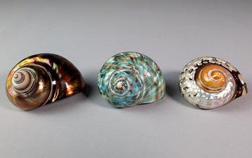 Set met Zuid-Afrikaanse turbanslakschelpen Zeeschelp - Turbo, Verzamelen, Dierenverzamelingen, Nieuw