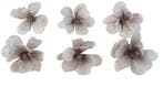 Anemoon Foambloem Grey White 6 cm pak 6 stuks, Nieuw
