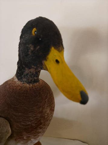 Mannetje van de wilde eend. Taxidermie volledige montage -