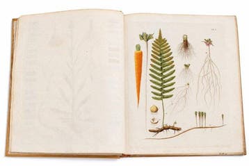Linnaeus / Hayne - Termini Botanici - 1799