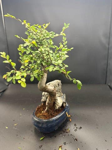 Japanese iep bonsai (Zelkova) - Hoogte (boom): 30 cm -