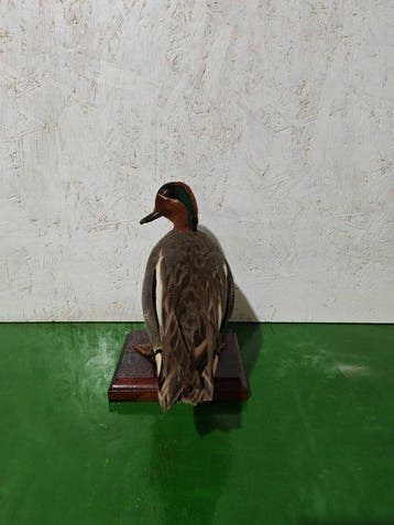 ouette Support de corps entier pour taxidermie - Anas crecca, Collections