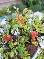 Chaneomeles speciosa bonsai in prachtige bonsaischaal -