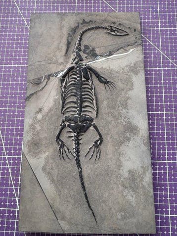Fossiel reptiel: Keichousaurus – zeldzaam getuigenis uit het