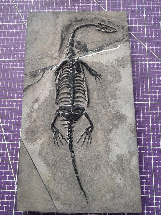 Fossiel reptiel: Keichousaurus – zeldzaam getuigenis uit het, Verzamelen, Mineralen en Fossielen