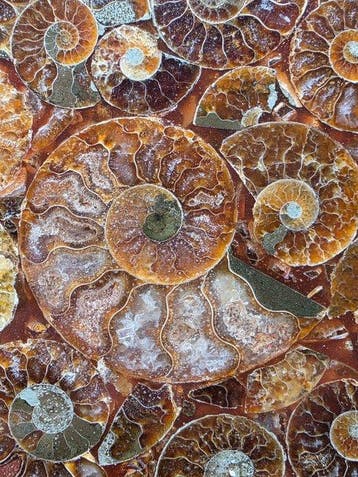 Ammoniet - Gefossiliseerd dier - Aioloceras (Cleoniceras)