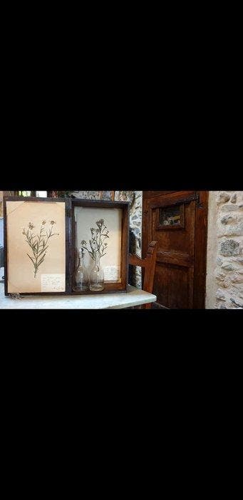 Frans Svanberg - Botanical Box - 1897-1898