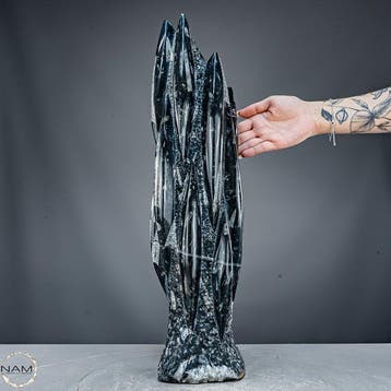 Monumentale Orthoceras-fossielen sculptuur uit Marokko –
