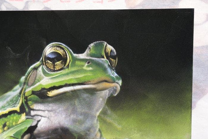 André Rios - Green Frogscape, Antiek en Kunst, Kunst | Designobjecten