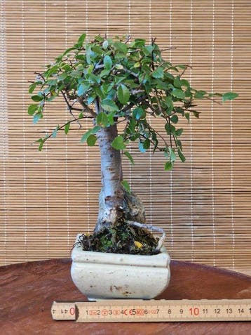 Chinese iep bonsai (Ulmus parviflora) - Hoogte (boom): 18 cm