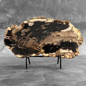 C - Prachtige schijf versteend hout op een aangepaste