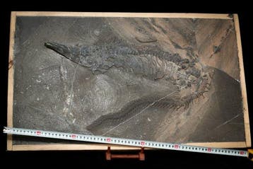 Fossiel - Fossiele matrix - Thalattosauridae - 72 cm - 43 cm