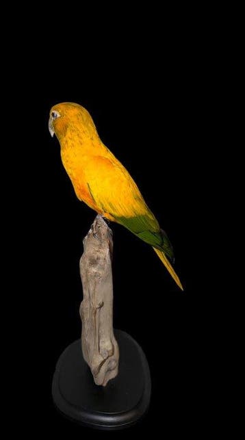 Ara Support de corps entier pour taxidermie - Guarouba
