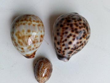 schelp Zeeschelp - Tiger Cowrie Shell (Cypraea tigris)