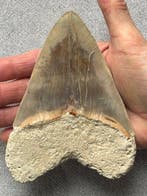Dent de mégalodon géante de 13,6 cm - Dent fossile -